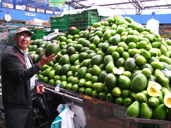 4424187-My-host-Jamie-Holding-a-Huge-Aguacate-4